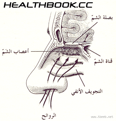 هل البكاء ينظف الأنف؟ الحقيقة وراء العلاقة بين البكاء والأنف