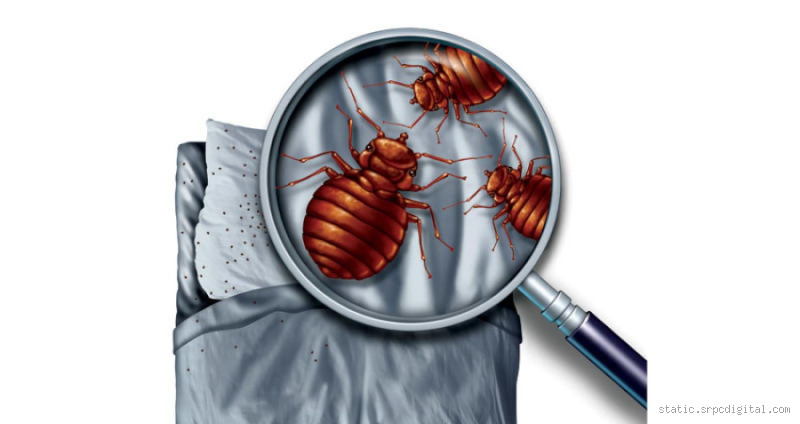 هل البق يكره الضوء؟ الحقيقة التي يجب أن تعرفها