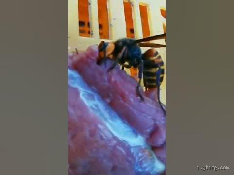 هل الدبور يأكل لحم؟ حقيقة مذهلة حول غذاء الدبور