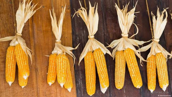 هل الذرة تؤذي القولون؟ تعرف على الحقيقة