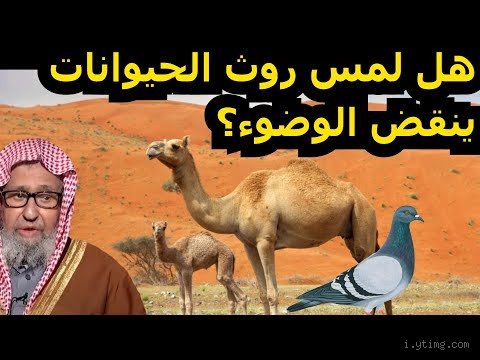هل لمس براز الحيوانات ينقض الوضوء؟