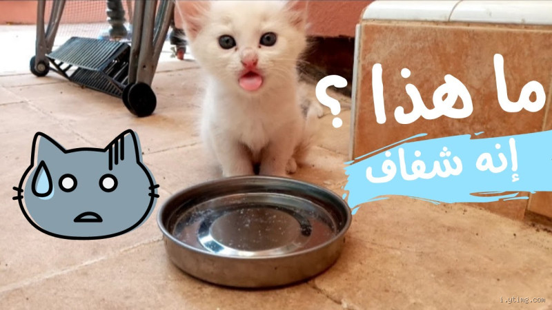 هل القطن يمتص الماء؟