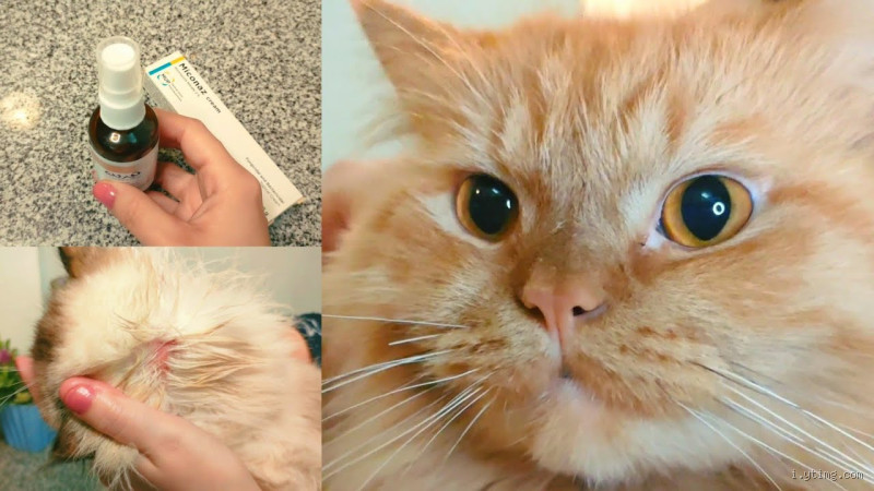 هل الشمس تقتل الفطريات في القطط؟ اكتشف الحقيقة هنا!