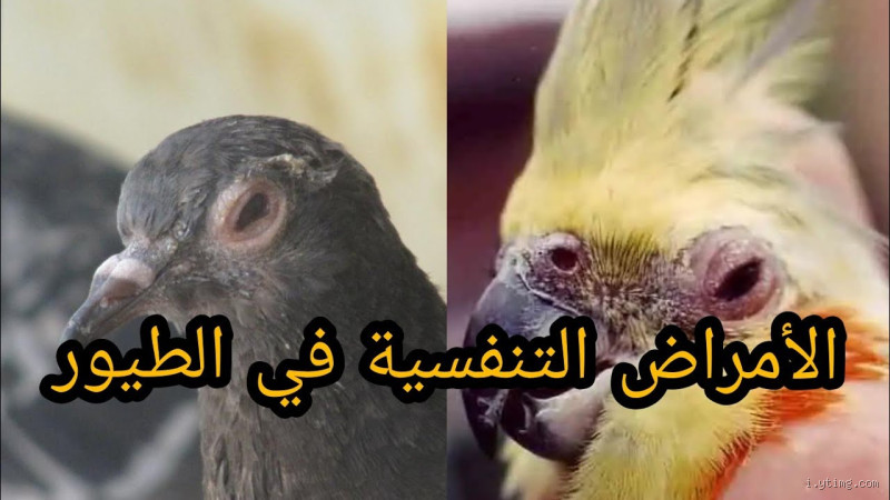 هل الطيور تسبب ضيق التنفس؟ انتبه قبل أن تربيها في بيتك