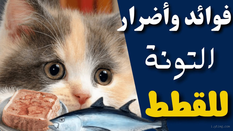 هل تأكل القطط التونة المعلبة؟