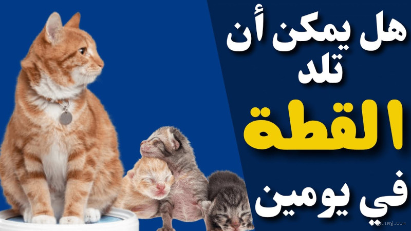 هل يمكن أن تلد القطة في يومين؟