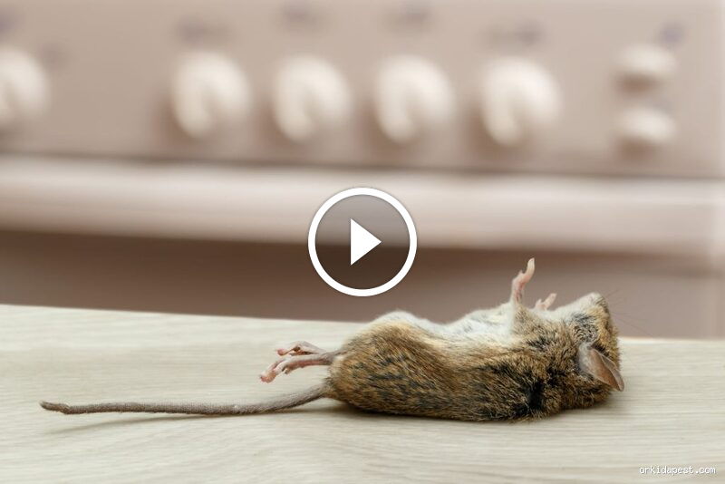 هل يموت الفأر من البف باف؟