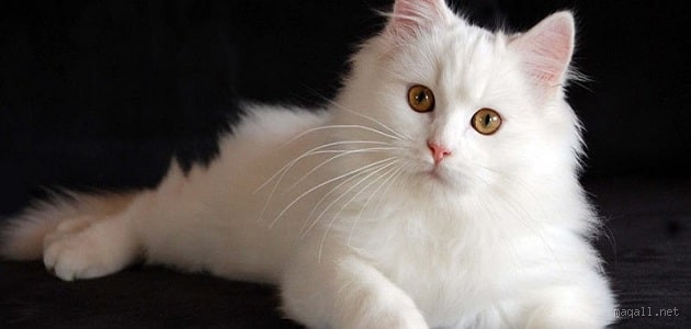 هل يستطيع القط أن يرى الجن؟