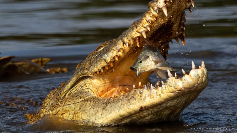 هل يوجد تماسيح في السودان؟ اكتشف الحقيقة وراء هذه المخلوقات المخيفة