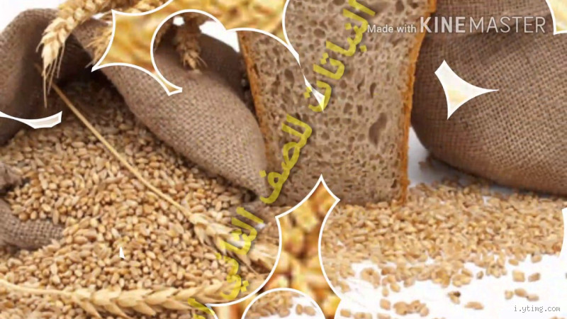 كم حبة قمح في الجرام؟ الإجابة التي ستدهشك!