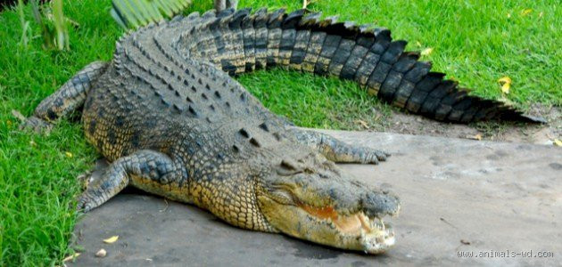 كم مدة أكل التمساح؟