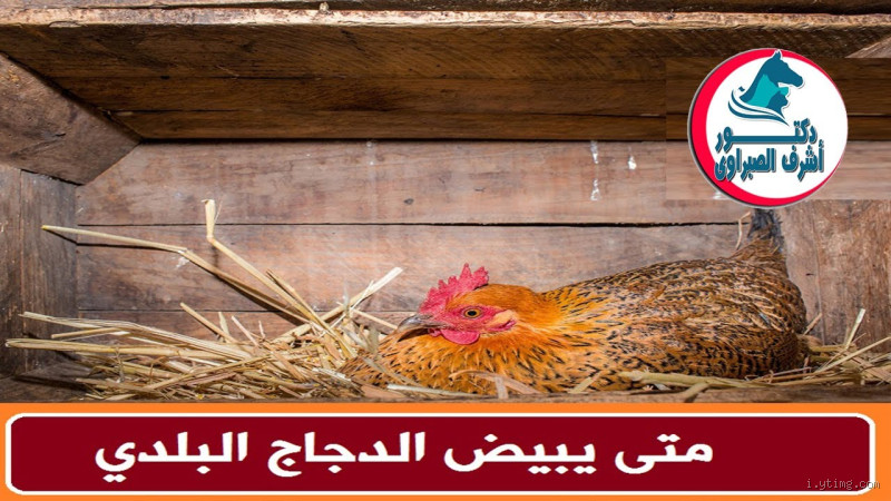 كم سنة يبيض الدجاج البلدي؟ كل ما تحتاج معرفته عن دورة الحياة