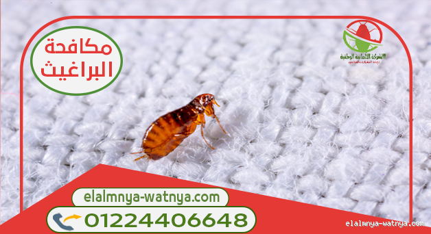 كم يوم تعيش البراغيث في المنزل؟ اكتشف الإجابة المفاجئة