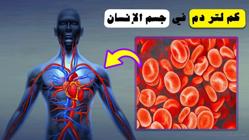 كيف تزيد كمية الدم في الجسم؟ طرق فعّالة وبسيطة