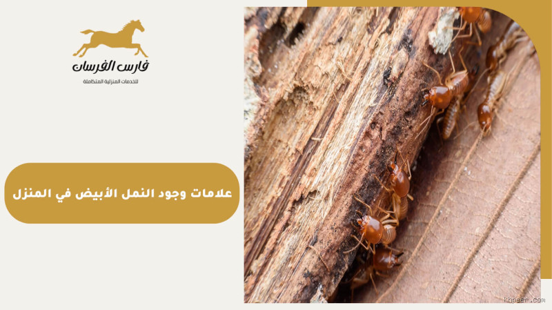 ماذا يعني وجود النمل الأبيض في المنزل؟