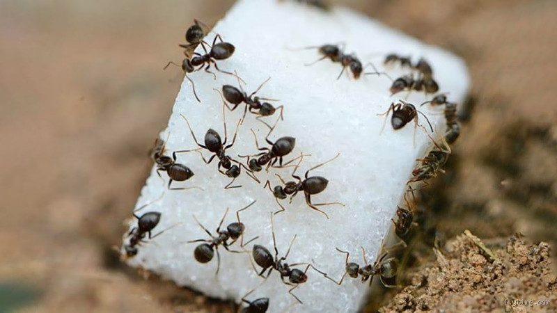 لماذا النمل يأكل السكر؟ اكتشف السر وراء هذا السلوك الغريب