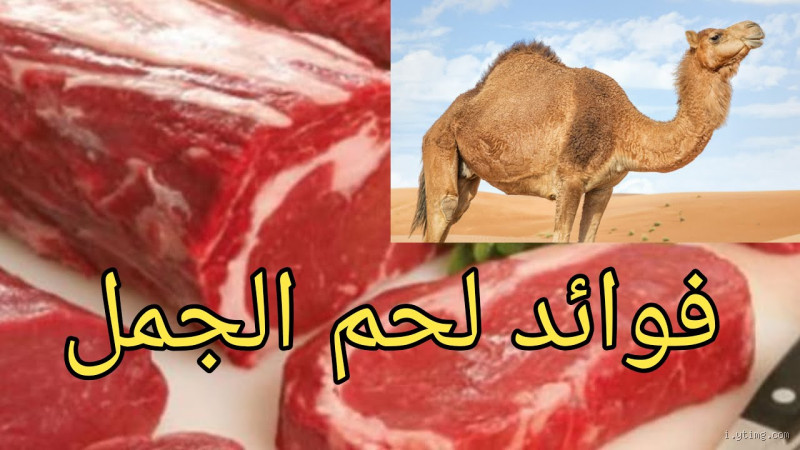 ما حكم أكل لحم الجمل؟ تعرف على الإجابة الشرعية!