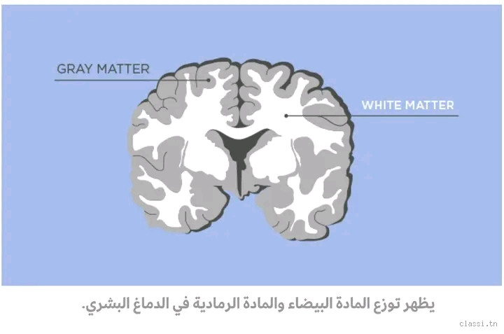 ما حكم المادة البيضاء التي تنزل من الفتاة؟ الإجابة التي تبحثين عنها