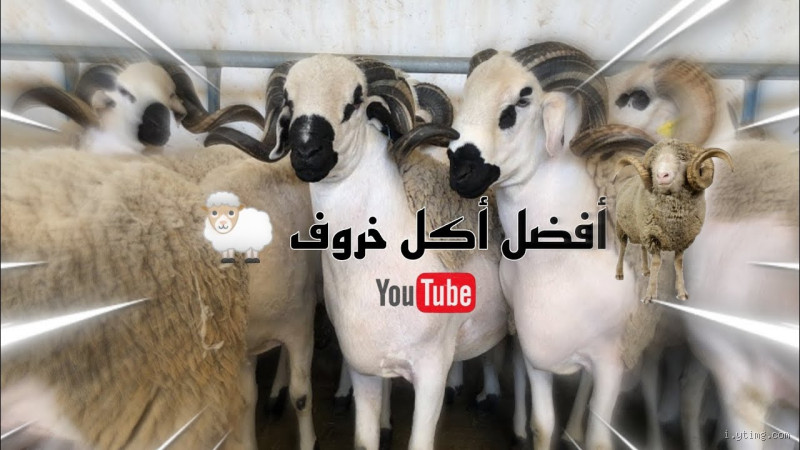 ما هو افضل اكل للخروف؟