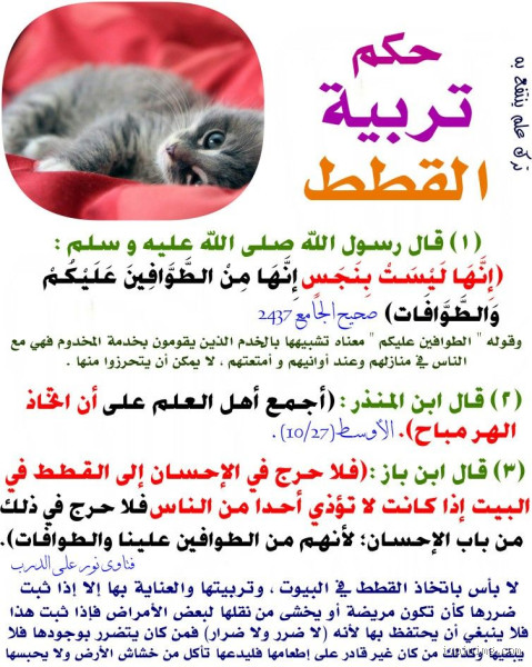 ما هو حكم تعقيم القطط؟ الفتاوى والآراء الدينية