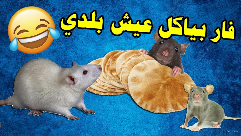 ما هو أكل الفأر المفضل؟ اكتشف ما يحبه الفأر حقًا