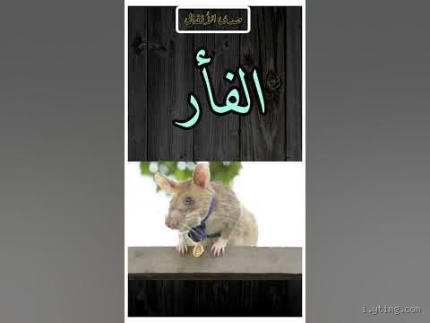 ما هو الحيوان الذي يأكل ذيله عندما يجوع؟ حقيقة أم خرافة؟