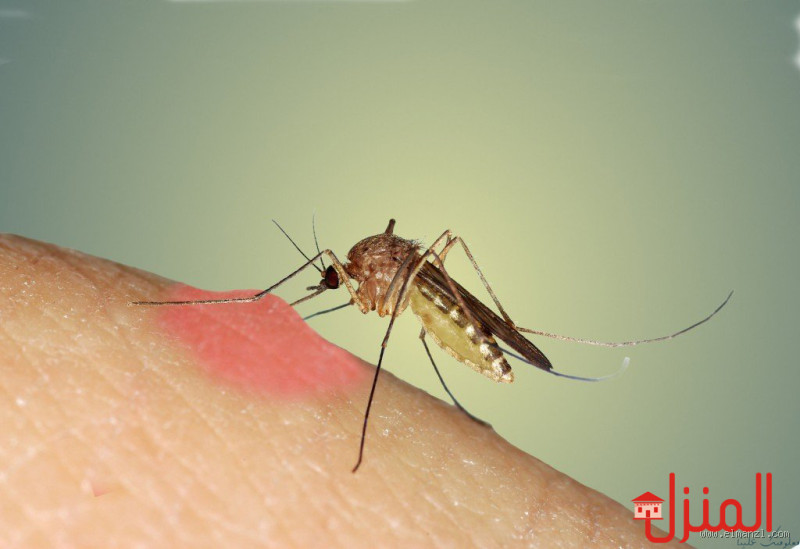 ما هو الشيء الذي يكرهه الناموس؟