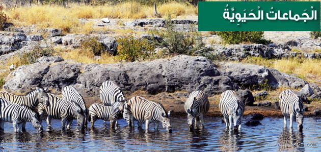 ما هو مفهوم الجماعة الحيوية؟ فهم أساسي للعالم الطبيعي