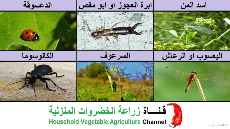 ما هي أضعف حشرة في العالم؟ اكتشف أضعف الكائنات الحية