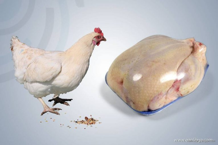 ما هي أضرار الدجاج؟ حقائق صادمة قد تغير رأيك!