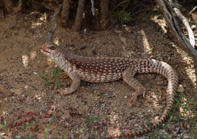 ما هي الحيوانات التي لا تشرب الماء؟
