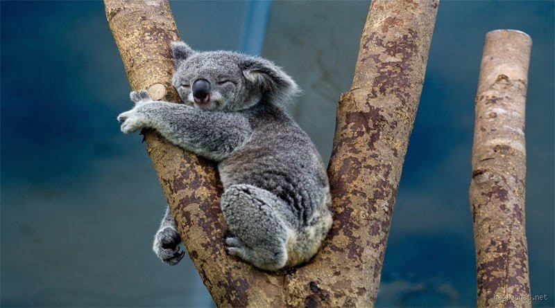 ما هي الحيوانات التي تنام بدري؟