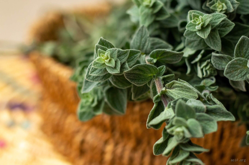 ما أكثر الدول إنتاجًا للزعتر؟ اكتشف الحقيقة وراء هذه النبتة العطرية