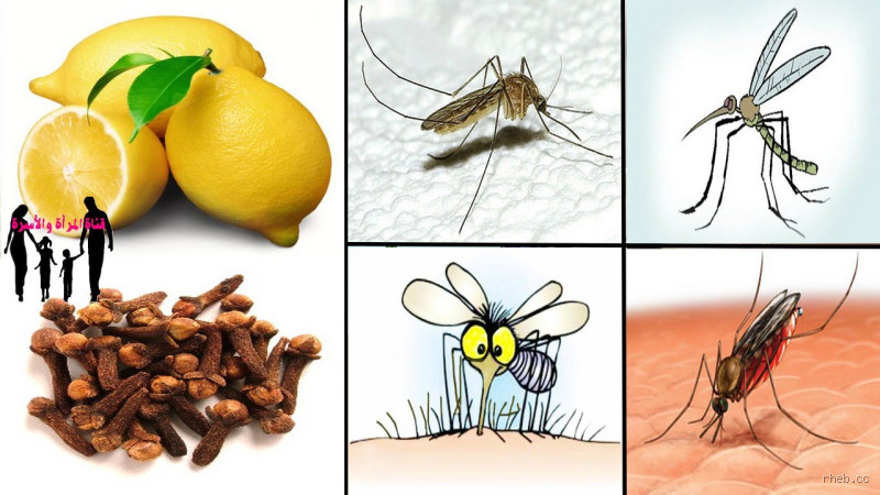 ماذا أفعل بعد قرصة البعوض؟ طرق سريعة للتخفيف من الألم