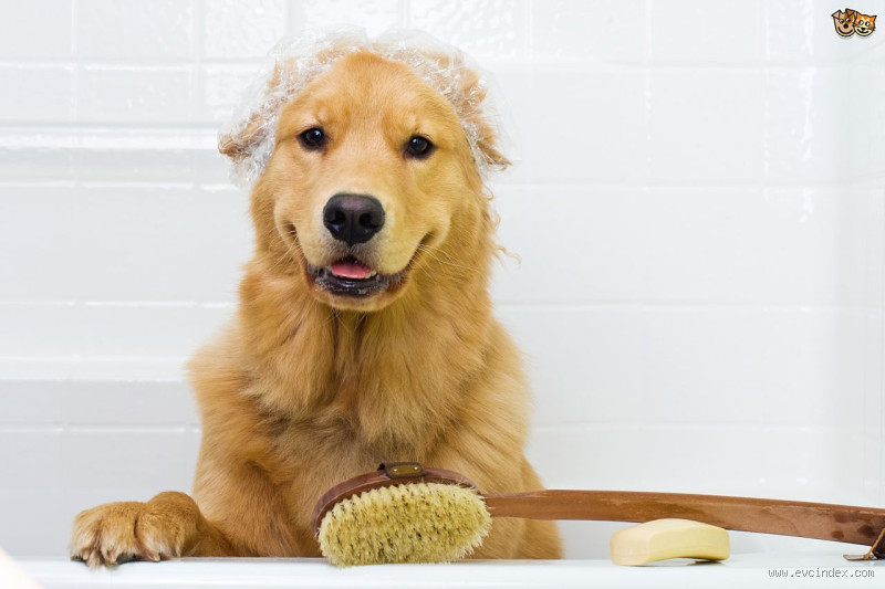 ماذا تفعل بعد لمس الكلاب؟ نصائح هامة للحفاظ على صحتك