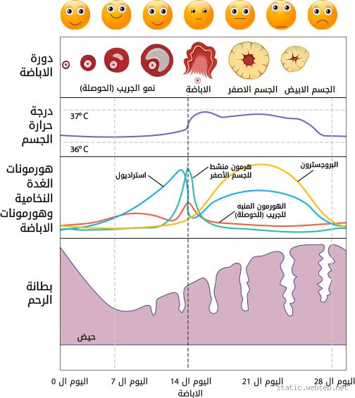 ماذا تحب الفتاة في فترة الدورة الشهرية؟