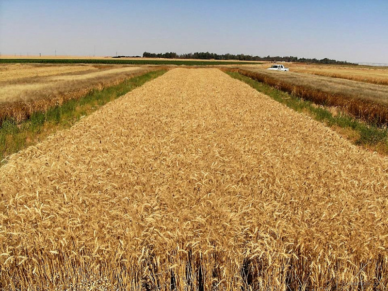 من أي دول تستورد اليمن القمح؟ اكتشف التفاصيل الهامة