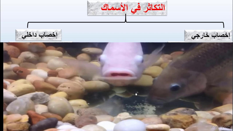 من أين تلد سمكة؟ اكتشف حقائق مدهشة عن تكاثر الأسماك