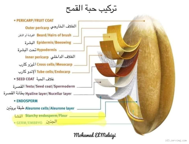 طن القمح كم حبة؟ كيف نقدر عدد حبات القمح في طن؟