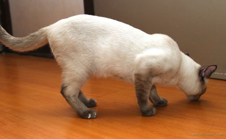 كيف تتخلص من بول القطط؟ إليك الحلول الفعّالة