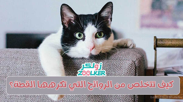 ايه الريحه اللي تكرهها القطط؟ تعرف على الروائح المزعجة لها